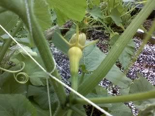 Why do squash plants turn yellow?