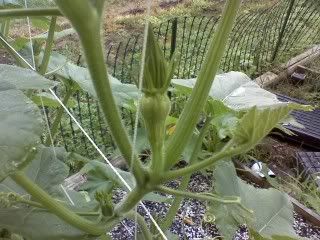 Why do squash plants turn yellow?