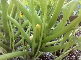 Why do squash plants turn yellow?