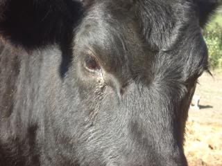 Pink eye? - Cattle
