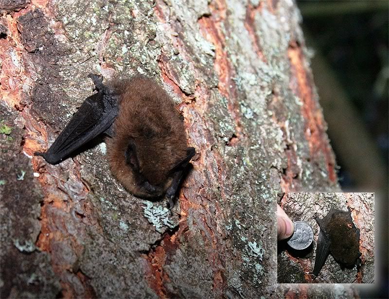 IMAGE: http://i64.photobucket.com/albums/h164/DigitalMDX/BAT_potn.jpg