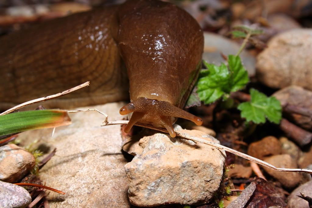 IMAGE: http://i64.photobucket.com/albums/h164/DigitalMDX/Slug.jpg