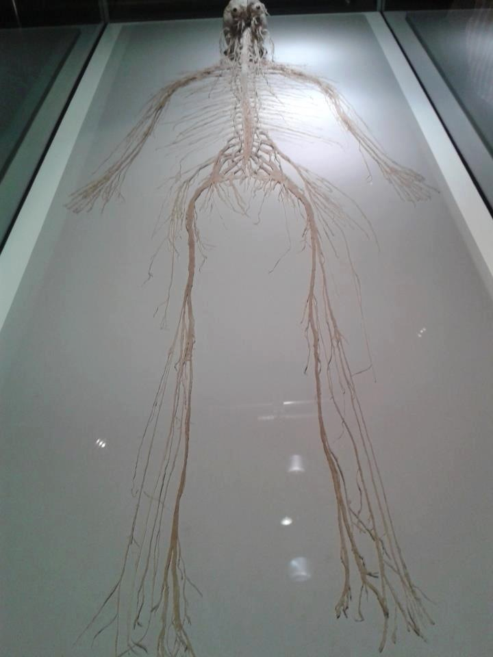 Look at this pic of the entire nervous system - Bodybuilding.com Forums