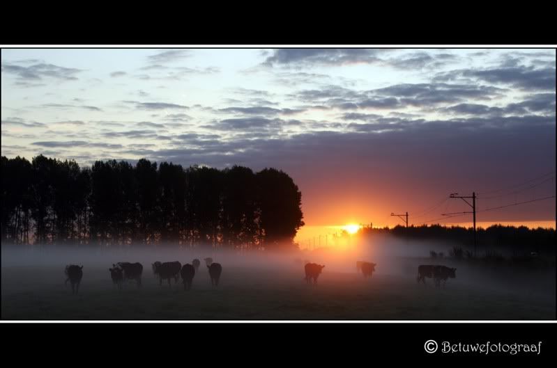 Alien cows attack at dawn.........