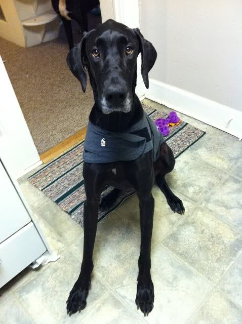 thundershirt for great dane