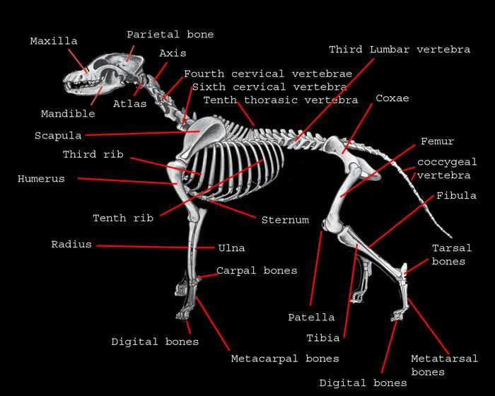 http://i64.photobucket.com/albums/h166/ChristinesKarma/Pit%20Bull%20Stuff/APBT/APBT%20breed%20standard/skeletalmuscular_bodybones2.jpg