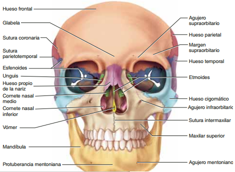 Huesos De La Cara Y El Craneo Mind42