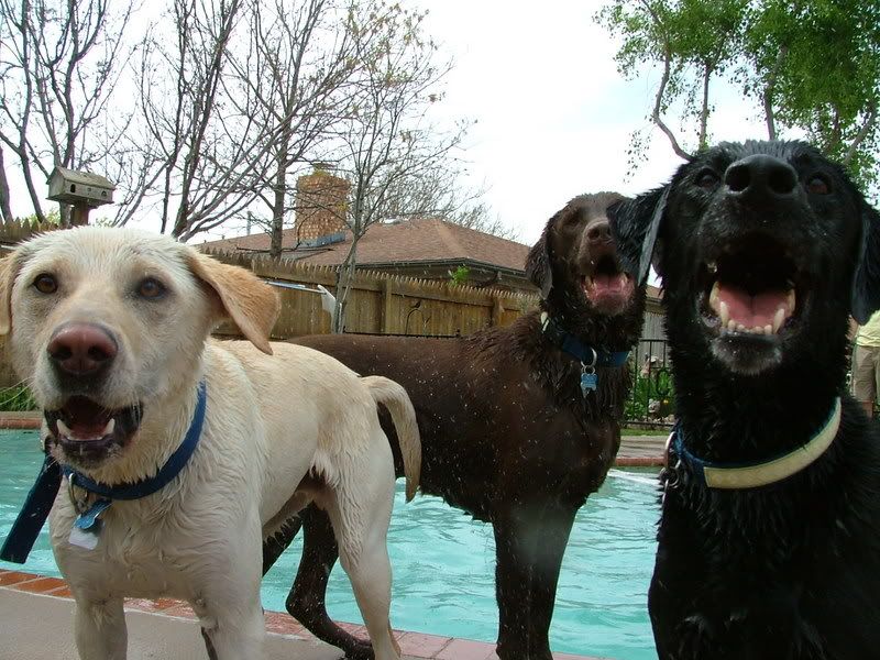 These are our Dogs