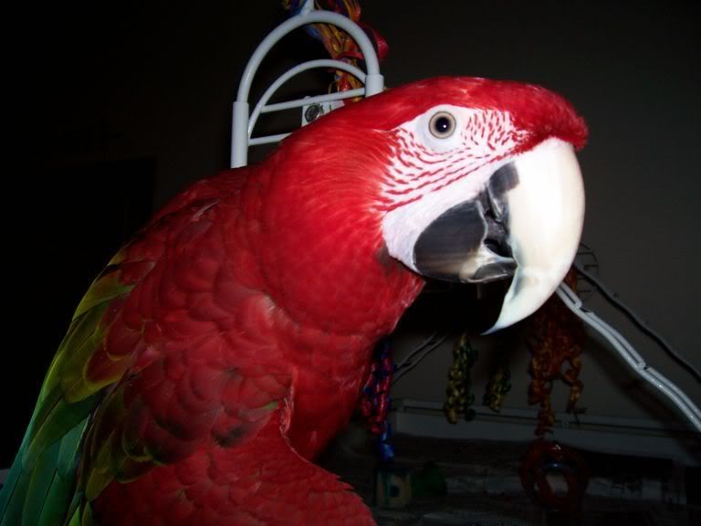 This is the BIRDIE