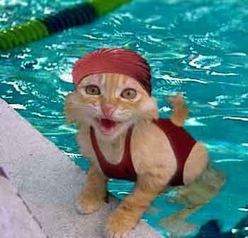 swimmingcat.jpg Wet Cat image by debdi70