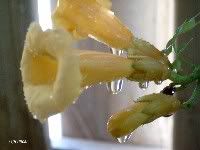 bloem van Trompetplant na regenbui.