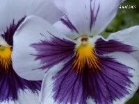 lila/paars viooltje