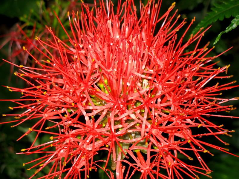 South African Flowers