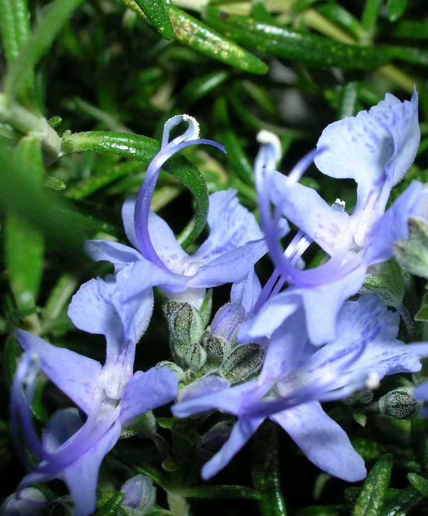 DSCN2033.jpg
