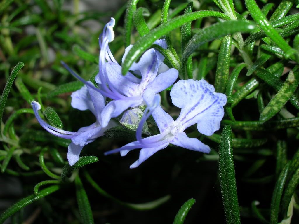 DSCN2034.jpg