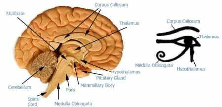 eye_of_horus_thalamus_brain_450.jpg
