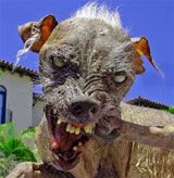 Ugly dog Pictures, Images and Photos
