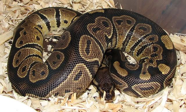 ballpythonblackback-1-23-07.jpg