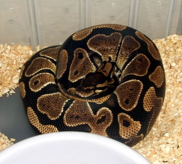 femalecb0501ballpython.jpg