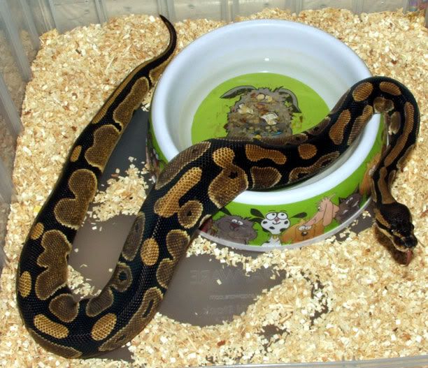 femalecb0503ballpython.jpg