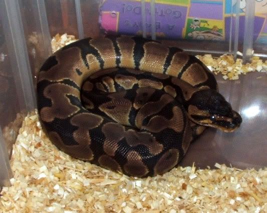 femalech0601ballpython.jpg