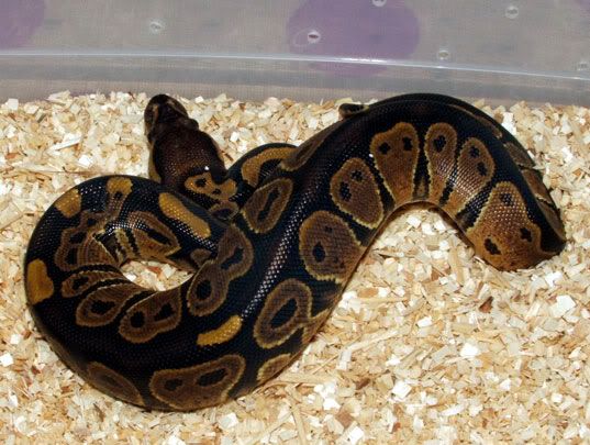 femalech0602ballpython.jpg