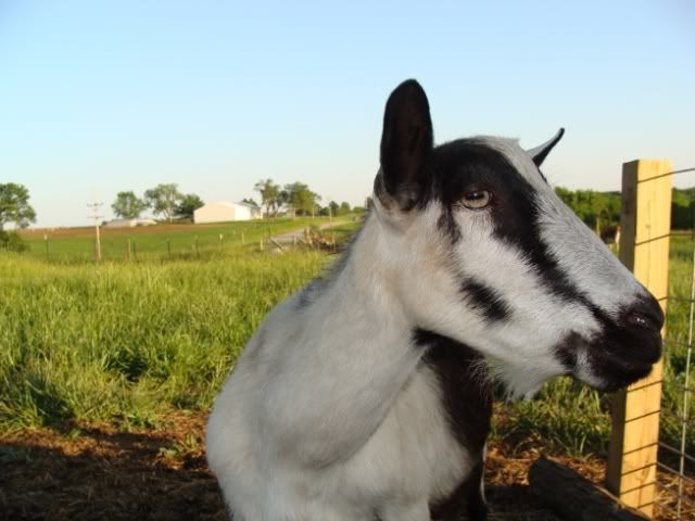 Lopsided Udder? - Goats