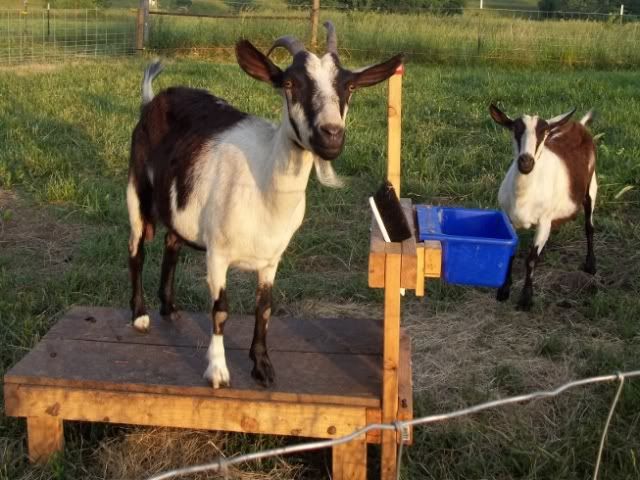 Lopsided Udder? - Goats