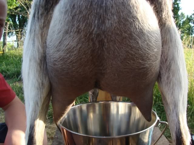 Lopsided Udder? - Goats