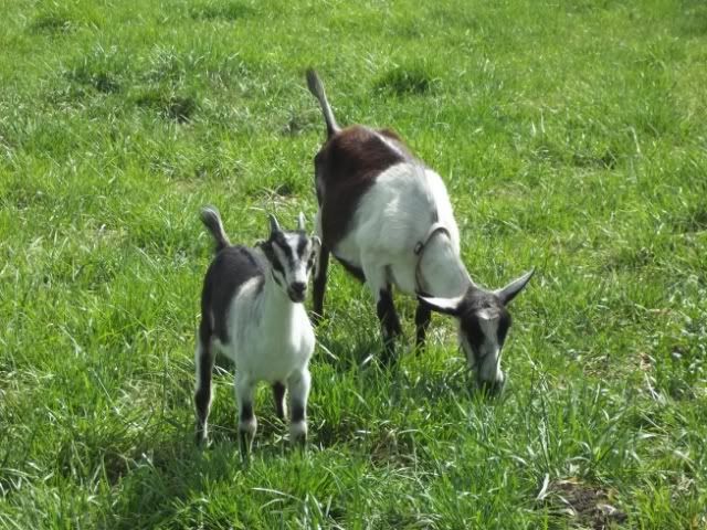 Lopsided Udder? - Goats