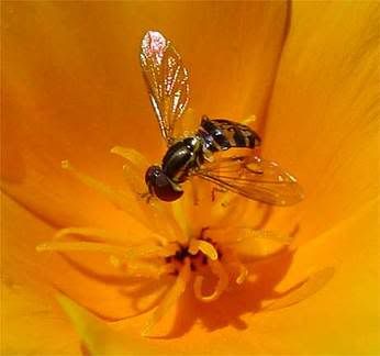 image of a bee