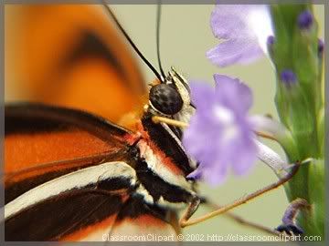 image of butterfly and flower
