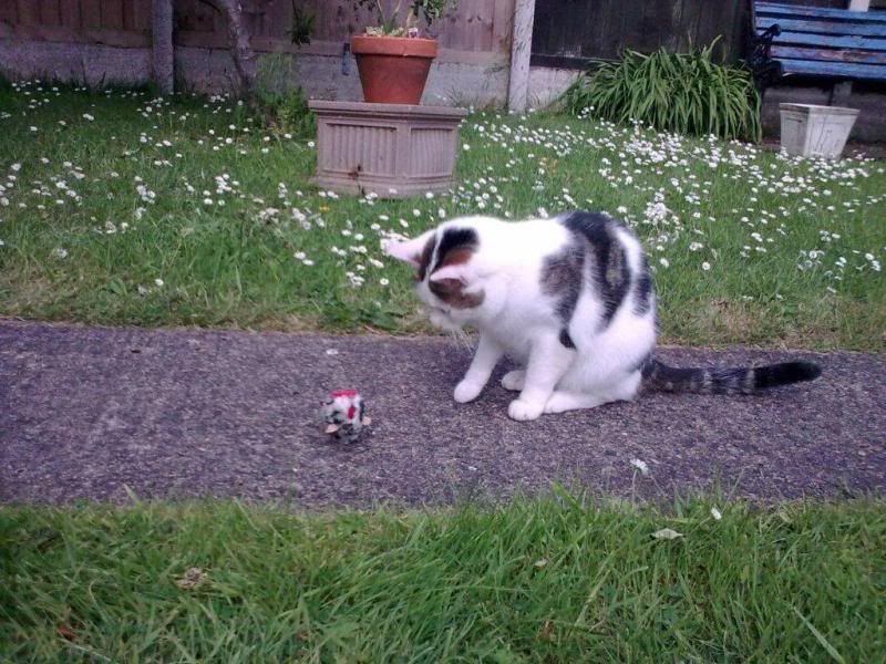 Rocky playing