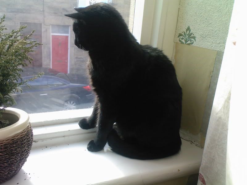 Tinks windowsill