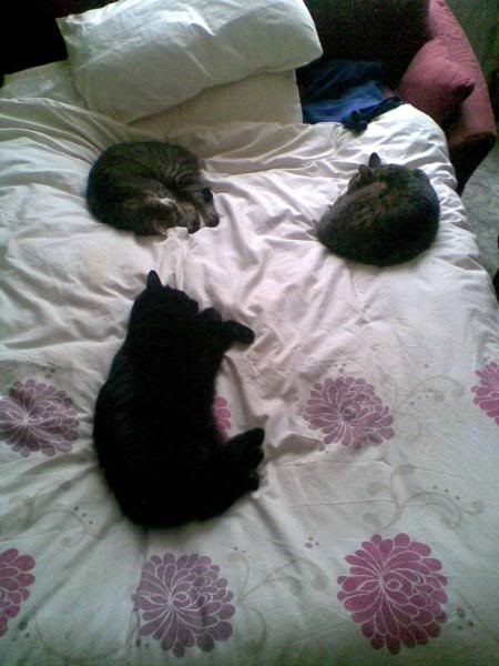 3 cats on Patti's bed