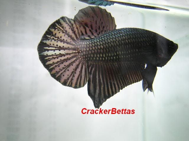 Picture002.jpg Crackers Betta image by easez