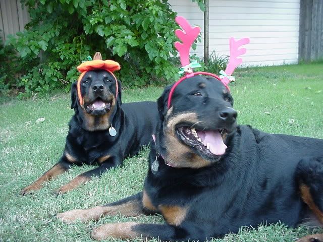 Rottweilers Murphy and Buddy