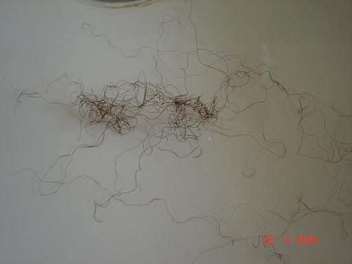 Picture303.jpg