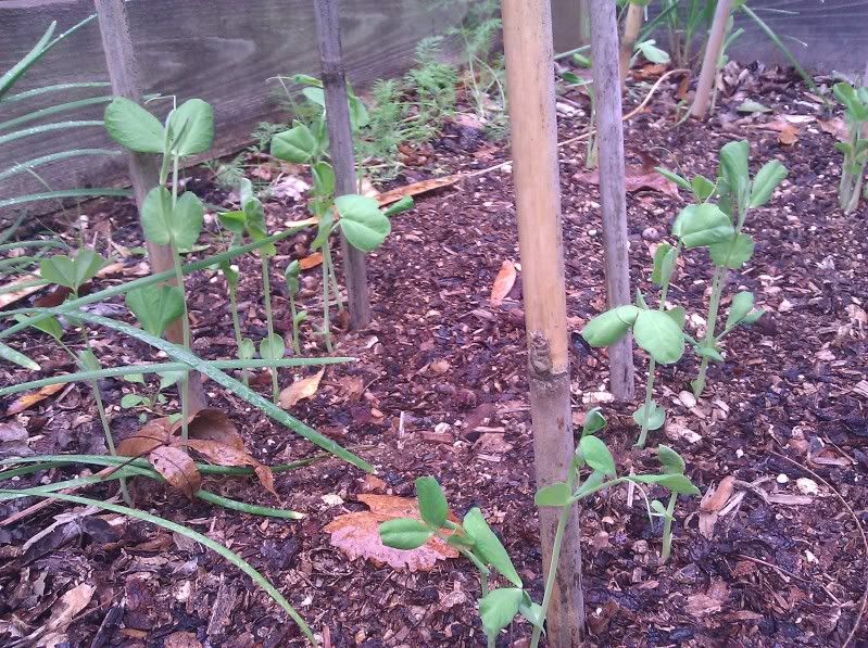 baby peas1