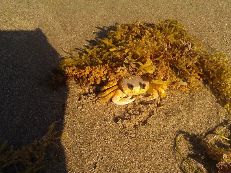 Crab in the seaweed