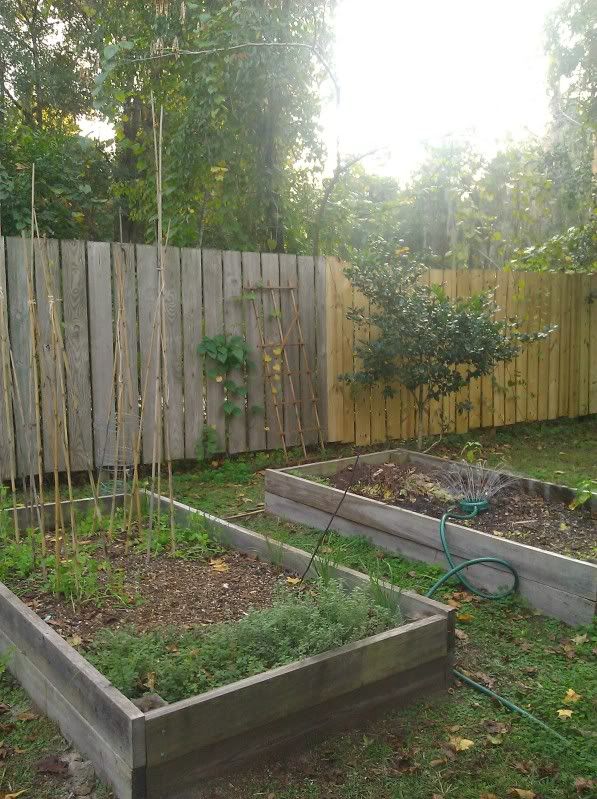 garden in the late afternoon