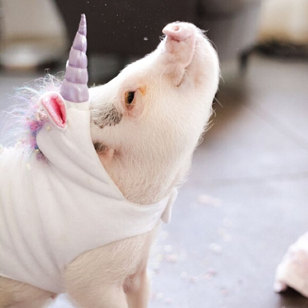 Unicorn Pig photo IMG_6125_zps3eimwjbx.jpg