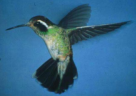 Hummingbird201.jpg