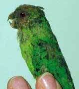 yellow_capped_pygmy_parrot.jpg