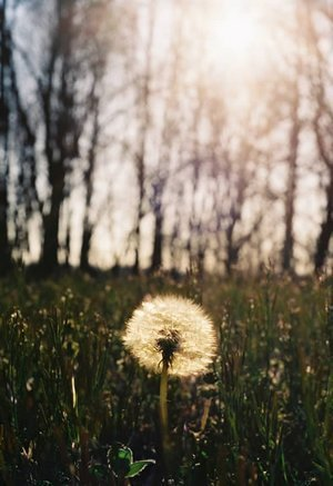 dandilion Pictures, Images and Photos