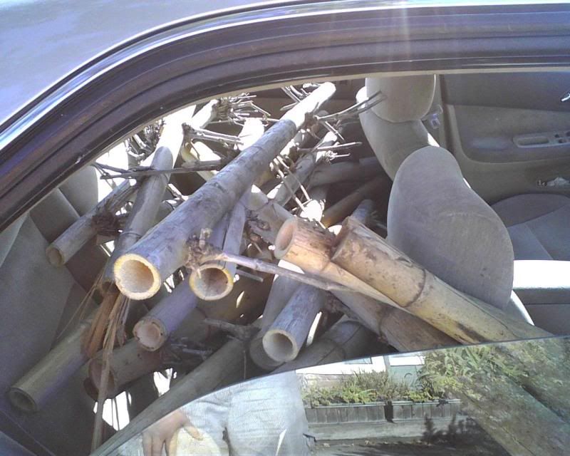 BAMBOO.jpg