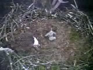 Barton Cove eaglets