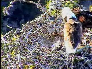 Santa Cruz eaglet