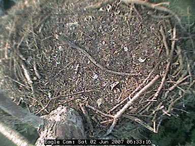 Blackwater nest