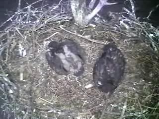 Barton's Cove eaglets